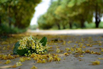 Flowers falling on the road