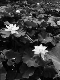 Close-up of flowers blooming outdoors