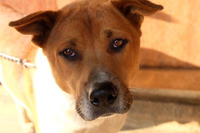 Close-up portrait of dog looking at camera