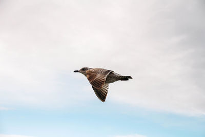 Low angle view of eagle flying against sky