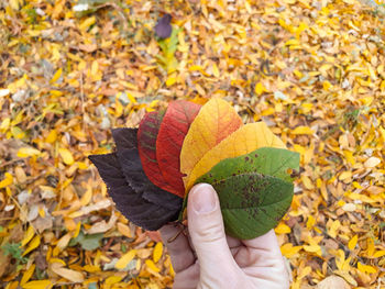 Low section of person holding autumn leaves