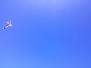 Low angle view of birds flying against clear blue sky