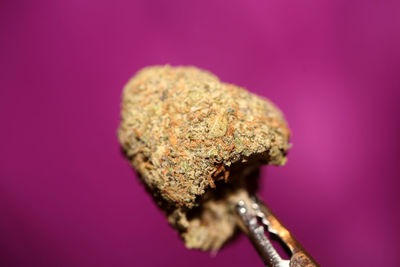 Close-up of marijuana