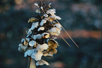 Close-up of wilted plant