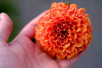 Close-up of hand holding red rose flower