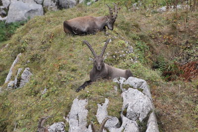 View of an animal on rock