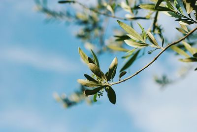 Close-up of flower tree against sky