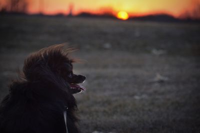 Dog looking away at sunset