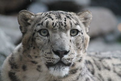 Close-up portrait of a snow leopard