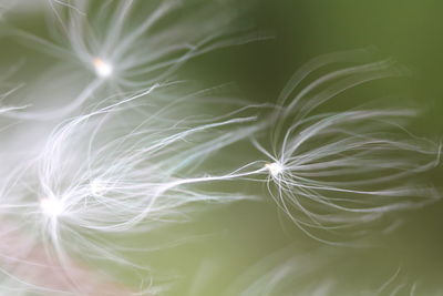 Close-up of dandelion