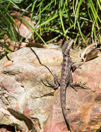 Close-up of lizard on rock