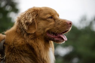 Close-up of a dog looking away