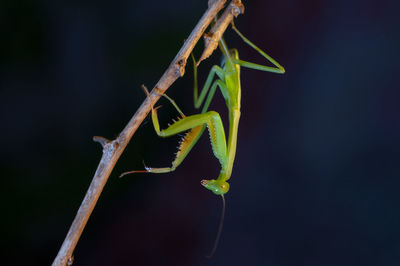 Close-up of praying mantis on branch