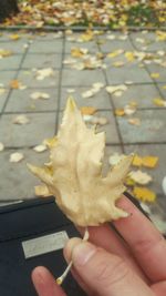 Close-up of hand holding maple leaf