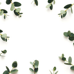 Directly above shot of leaves against white background