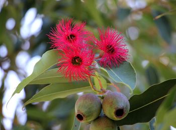 Close-up of flowers blooming outdoors