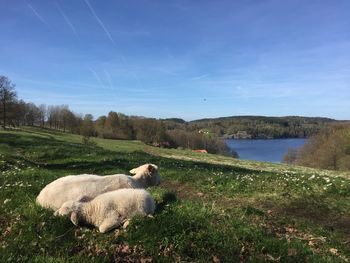 View of dog on field by lake
