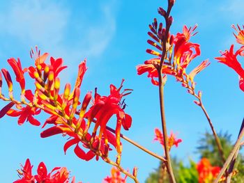 Low angle view of red flowering plant against blue sky