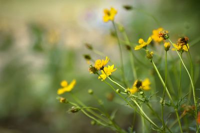 Close-up of insect on yellow flower