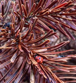 High angle view of insect on plant