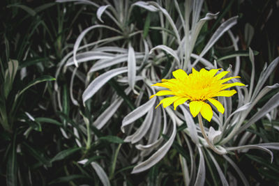 Close-up of yellow flowers blooming outdoors