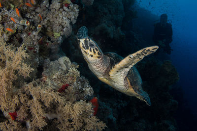 Fish swimming in sea