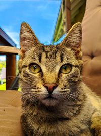 Close-up portrait of cat