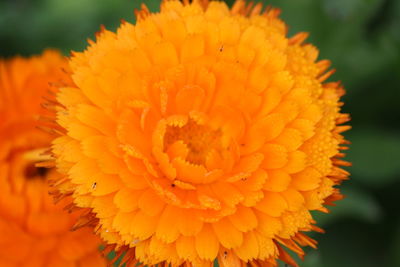 Close-up of marigold blooming outdoors