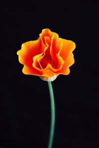 Close-up of rose against black background