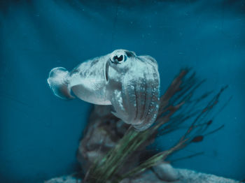 Fish swimming in sea