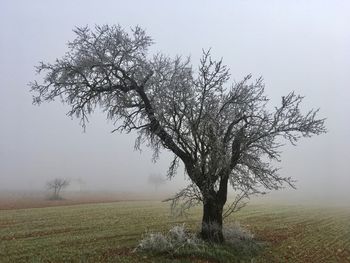 Tree in field