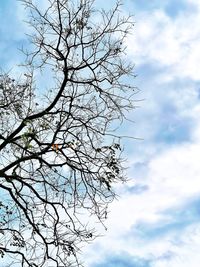 Low angle view of silhouette tree against sky