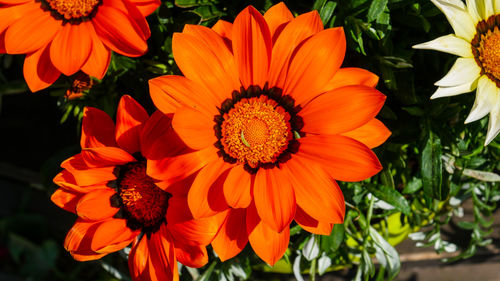 Close-up of red and orange flower