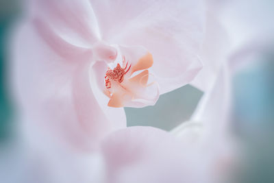 Close-up of moth orchid