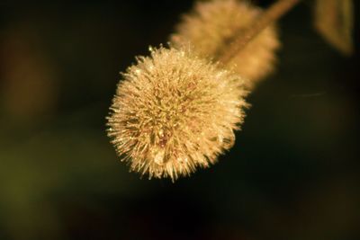 Close-up of dandelion flower