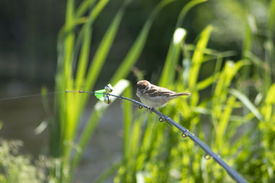 Close-up of bird perching on plant