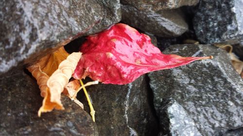Close-up of red leaf on water