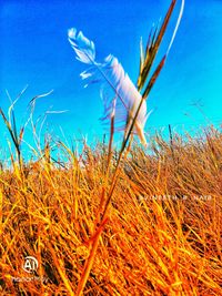 Plants growing on field against blue sky