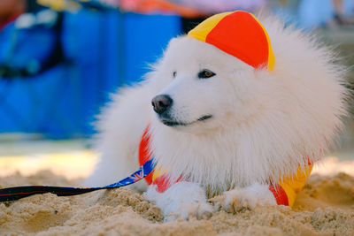 Close-up of dog looking away