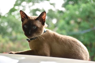 Close-up portrait of a cat