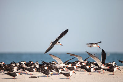 Flock of black skimmer terns rynchops niger on the beach at clam pass in naples, florida