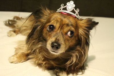 Close-up portrait of dog