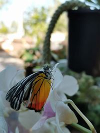 Close-up of butterfly pollinating on flower