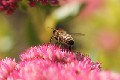 Close-up of bee pollinating on pink flower