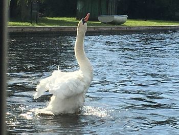 Swan swimming on lake