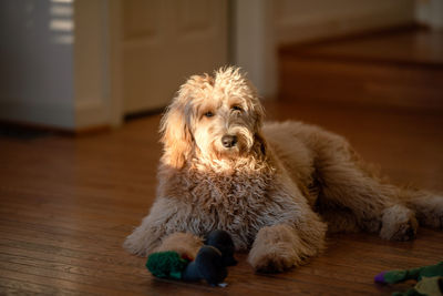 Dog sitting on wooden floor