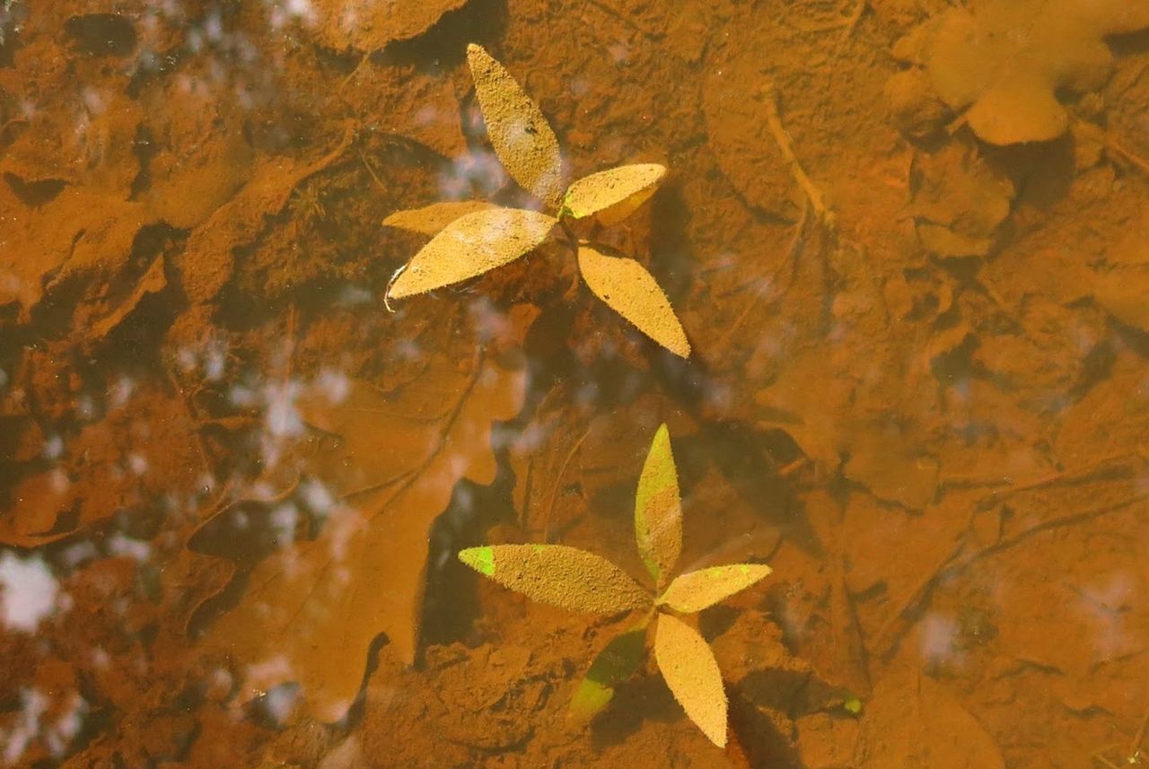 HIGH ANGLE VIEW OF MAPLE LEAF ON WATER