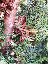 Close-up of tree trunk