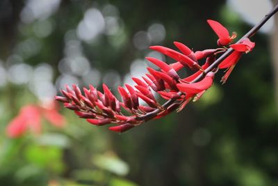 Close-up of red flower