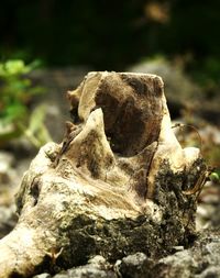 Close-up of tree trunk